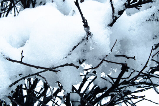 Another Snow Day