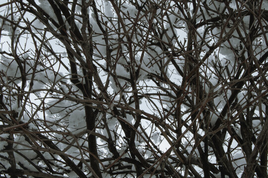 Another Snow Day