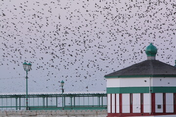 Blackpool in England, a lot of birds on the pier