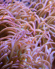 red sea anemone
