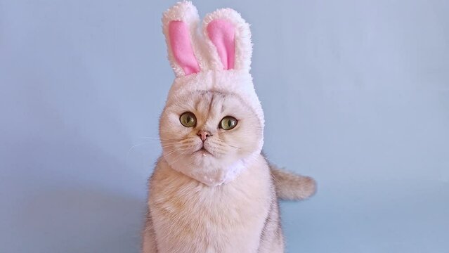 Funny cute white cat in hat with bunny ears on blue background