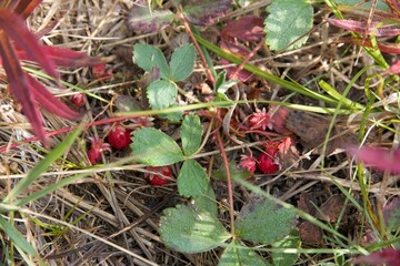wild strawberries in the mountain