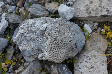 coral fossil in the mountain
