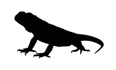 lizard silhouette - vector illustration