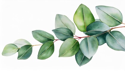 botanical watercolor illustration of eucalyptus isolated on white backgrounds illustration for wedding stationary greetings textile illustration - obrazy, fototapety, plakaty