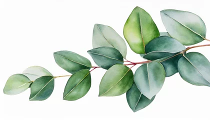 Tuinposter botanical watercolor illustration of eucalyptus isolated on white backgrounds illustration for wedding stationary greetings textile illustration © Wayne