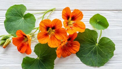 bouquet of orange nasturtium flowers isolated on white background flat lay top view