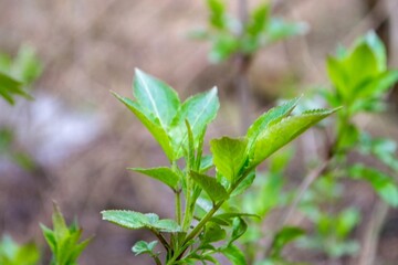 A tree branch with green leaves and the word maple on it