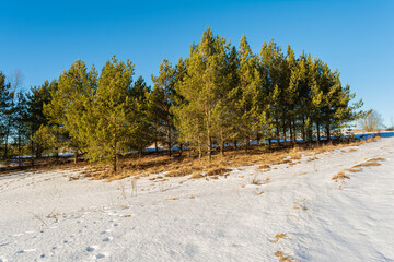 The pine trees at the top of the hill are illuminated by sunlight. The first thaw with last year's dry grass. Early spring landscape with melting snow and clear blue sky
