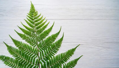 natural fresh fern leaves look like christmas tree on white background with copy space for your own text like a christmascard new zealand symbol