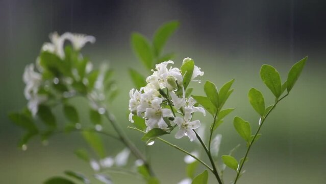 close up of Japanese Myrtle or Murraya paniculata flowers swaying in the rain