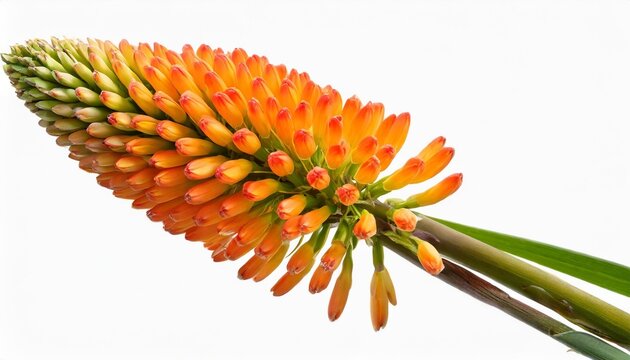 single stem with bright orange flowers of the red hot poker kniphofia also called tritoma or torch lily isolated