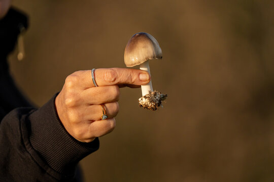 Mushrooms freshly plucked from the ground. Mushrooms in human hands