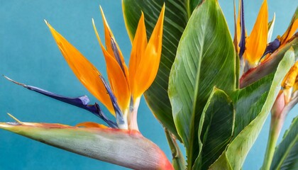 Fototapeta premium tropical exotic flower closeup of bird of paradise or strelitzia reginae bouquet blooming on blue background
