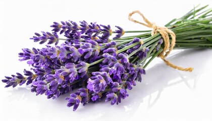 lavender isolated on white or transparent background