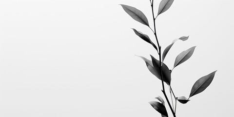 Black and white illustration of plant leaf branch decorative background view