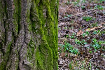A tree trunk with moss on it and a sky background