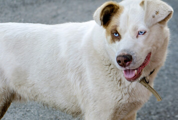 White mongrel dog with blue eyes, close up portrait