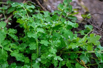 A green plant with water droplets on it and the leaves are wet.