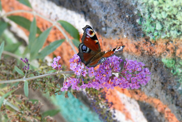 European peacock butterfly (Aglais io) perched on summer lilac in Zurich, Switzerland