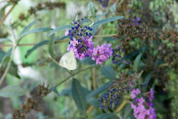 Small white butterfly (Pieris rapae) perched on summer lilac in Zurich, Switzerland
