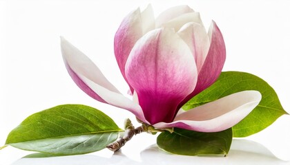 blooming magnolia flower isolated on white background