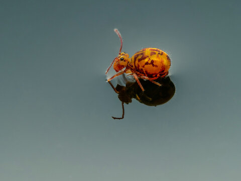 Bunter Kugelspringer (Dicyrtomina ornata) auf dem Gartenteich