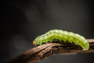 Macro close up of a leaf-feeding caterpillar