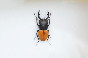 Fulgora laternaria spread is common in Central and South America, Mexico.