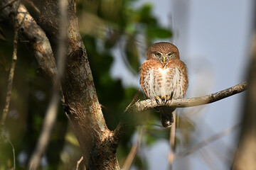 Cuban Pygmy-Owl perched on a branch