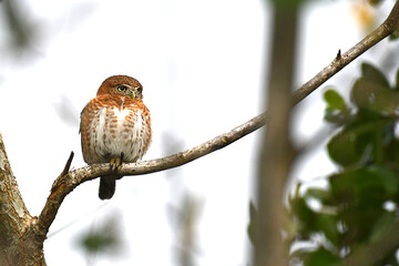 Cuban Pygmy-Owl perched on a branch, over a white background