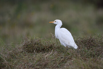 Cattle Egret resting in the grass