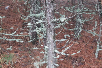 foliose lichen on a cypress branch