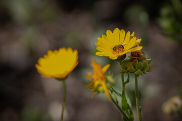 Bee on Yellow Flower