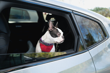Boston Terrier dog sitting in a car with her head looking out of an open window. - 743161024