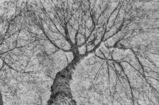 Gray Illustration of tree with young leaves in spring in a park
