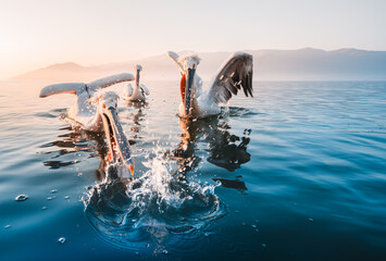 Dalmatian pelicans fishing in the water  