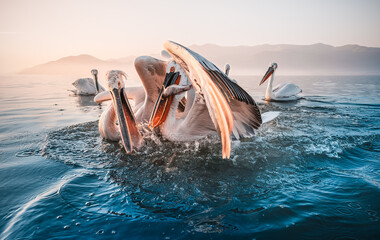 pelicans in water