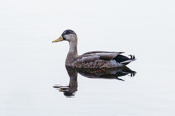 Female Mallard Duck swimming on a lake with beautiful reflection 
