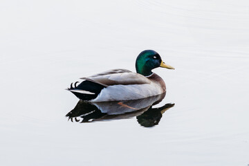 Sleeping male mallard duck on a lake with beautiful reflection in the water
