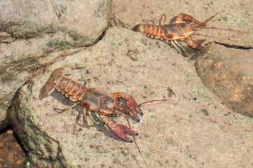 Rusty crayfish swimming in a creek is a regulated invasive species in Minnesota,