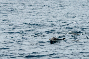 Short-beaked common dolphin swimming in Pacific ocean in California