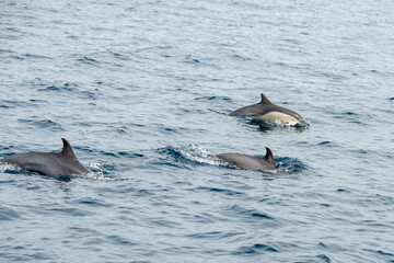  A group of Short-beaked common dolphins, swimming in the Pacific ocean  in California