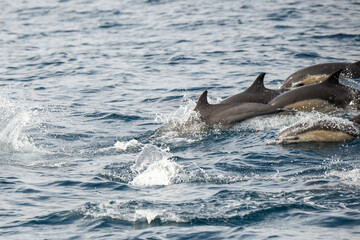 Short-beaked common dolphins swimming in Pacific ocean in California