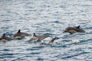 Short-beaked common dolphins swimming in Pacific ocean in California