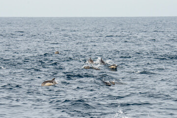 A group of Short-beaked common dolphins swimming in Pacific ocean in California