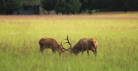 fighting elk