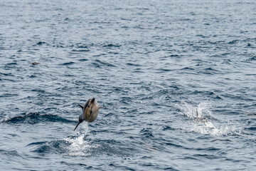 Obraz premium A Short-beaked common dolphins jumping out of the water in the Pacific ocean in California