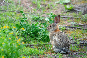 Desert cottontail in the Laguna Coast Wilderness Park in California
