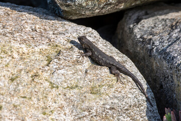  Western fence lizard sunning on a rock along the beach. in California